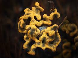 Attēlu rezultāti vaicājumam “Physarum diderma sessile”