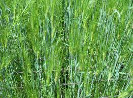 Attēlu rezultāti vaicājumam “Triticum aestivum”