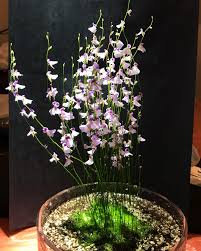 Image result for Utricularia