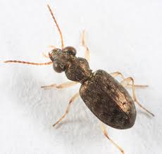 Attēlu rezultāti vaicājumam “Asaphidion pallipes”