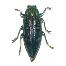 Attēlu rezultāti vaicājumam “Buprestidae”