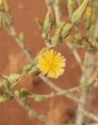 Attēlu rezultāti vaicājumam “Lactuca sativa flower”