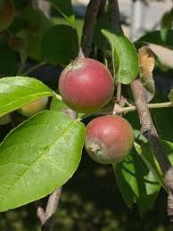 Attēlu rezultāti vaicājumam “Malus”