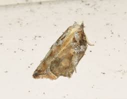 Attēlu rezultāti vaicājumam “Griselda ustomaculana”