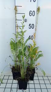 Attēlu rezultāti vaicājumam “Polemonium caeruleum fruit”