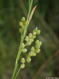 Attēlu rezultāti vaicājumam “Carex arenaria  fruit”