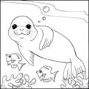 Seal coloring page