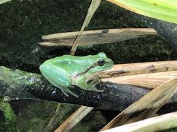 Attēlu rezultāti vaicājumam “Hyla arborea adult”