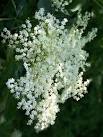 Elder flower is used in human herbal medicine for colds, flu, and allergies. - via Daymix