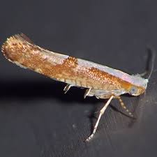 Attēlu rezultāti vaicājumam “Argyresthia pruniella”