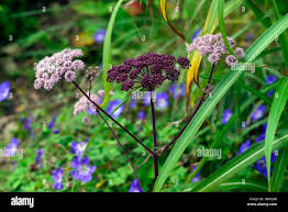 Attēlu rezultāti vaicājumam “Angelica sylvestris flower”