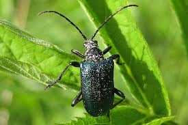 Attēlu rezultāti vaicājumam “Gaurotes virginea”