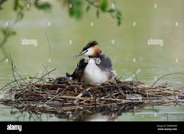 Attēlu rezultāti vaicājumam “Podiceps cristatus nest”