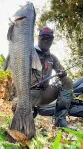 Image result for Mylopharyngodon piceus