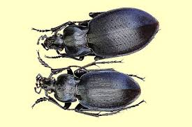 Attēlu rezultāti vaicājumam “Carabus hortensis”
