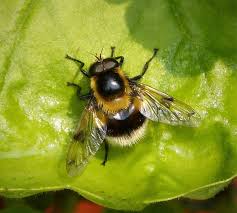 Attēlu rezultāti vaicājumam “Volucella bombylans”
