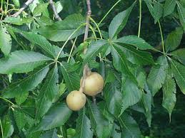 Attēlu rezultāti vaicājumam “Aesculus”