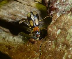 Attēlu rezultāti vaicājumam “Dromius quadrimaculatus”