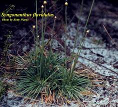 Attēlu rezultāti vaicājumam “Harpanthus flotovianus”