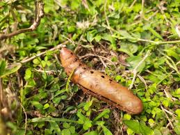 Attēlu rezultāti vaicājumam “Scardia boletella pupa”