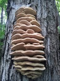 Attēlu rezultāti vaicājumam “Climacodon septentrionalis”