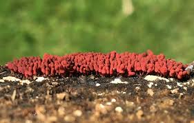 Attēlu rezultāti vaicājumam “Arcyria incarnata”