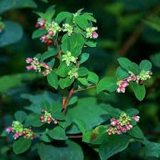 Attēlu rezultāti vaicājumam “Symphoricarpos albus flower”