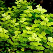 Image result for Lysimachia nummularia