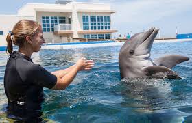 Image result for Dolphins Sheltered & Disabled Swim Club