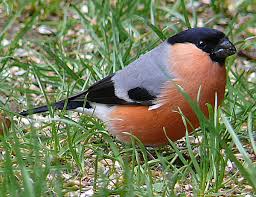 Attēlu rezultāti vaicājumam “Pyrrhula pyrrhula”