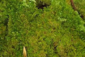 Attēlu rezultāti vaicājumam “Blepharostoma trichophyllum”