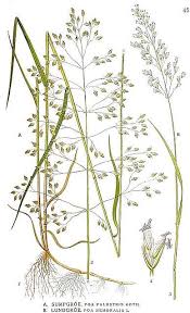 Attēlu rezultāti vaicājumam “Poa palustris”