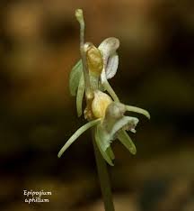 Attēlu rezultāti vaicājumam “Epipogium aphyllum flower”
