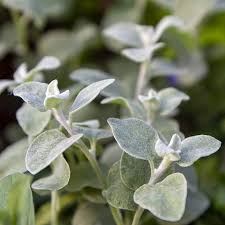 Image result for Helichrysum lindleyii