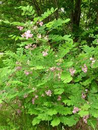 Attēlu rezultāti vaicājumam “Robinia”