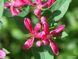 Attēlu rezultāti vaicājumam “Lonicera tatarica flower”