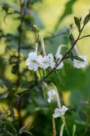 Attēlu rezultāti vaicājumam “Nicotiana tabacum flower”