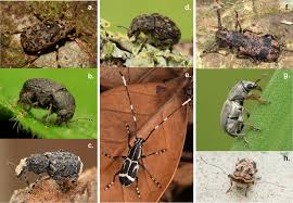 Attēlu rezultāti vaicājumam “Anthribidae”