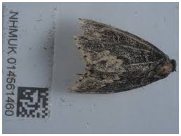 Attēlu rezultāti vaicājumam “Parascotia fuliginaria”