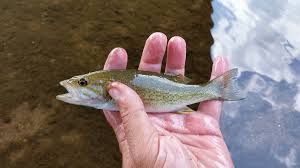 Image result for Micropterus dolomieu