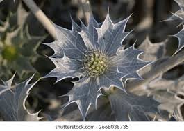 Attēlu rezultāti vaicājumam “Eryngium maritimum bud”