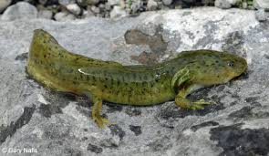 Attēlu rezultāti vaicājumam “Diderma tigrinum macro”