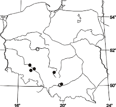 Attēlu rezultāti vaicājumam “Microstoma protracta”