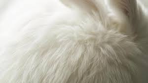 Image result for white rabbit skin texture