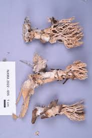 Attēlu rezultāti vaicājumam “Lentaria”