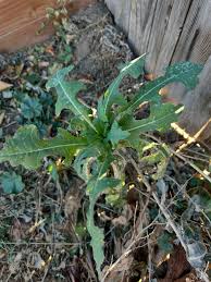 Attēlu rezultāti vaicājumam “Lactuca serriola”