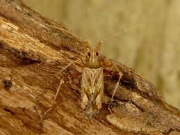 Attēlu rezultāti vaicājumam “Phytocoris varipes”