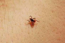 Attēlu rezultāti vaicājumam “Ixodes female”