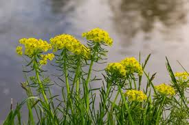 Attēlu rezultāti vaicājumam “Euphorbia cyparissias flower”