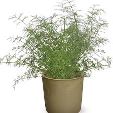 Attēlu rezultāti vaicājumam “Anethum graveolens”